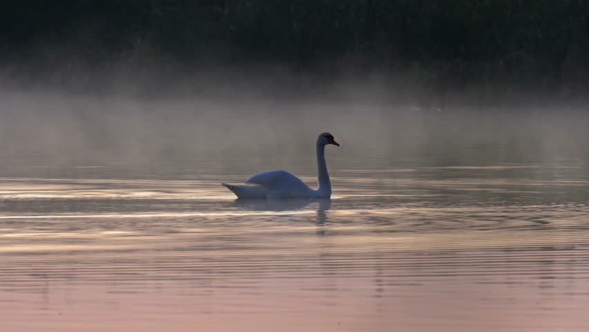 Calm lake at dawn with fog over the surface, birds moving slowly through the misty morning light.