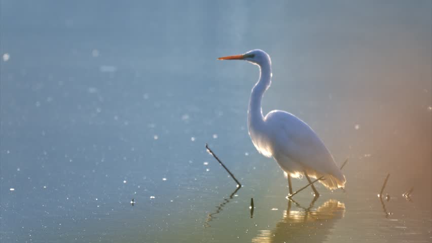 Great white egret hunting for fish in a shallow pond at dawn, filmed in slow motion.