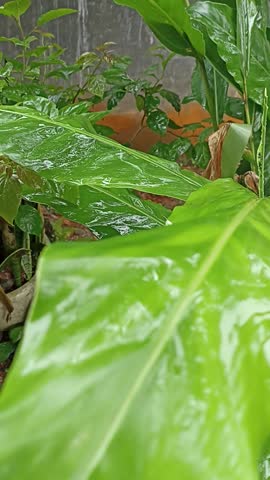 after the raind and drizzling light rain 