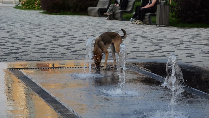 Domestic dog drinking water from outdoor fountain in a residential area of ​​city