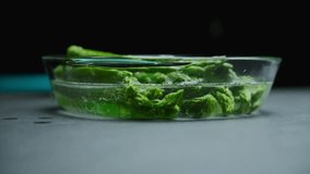 Chef's hands wearing black gloves gently washing fresh green asparagus in a clear glass bowl filled with water, preparing healthy vegetables for cooking - Powered by Shutterstock - Get 15% off with code: PIKWIZARD15