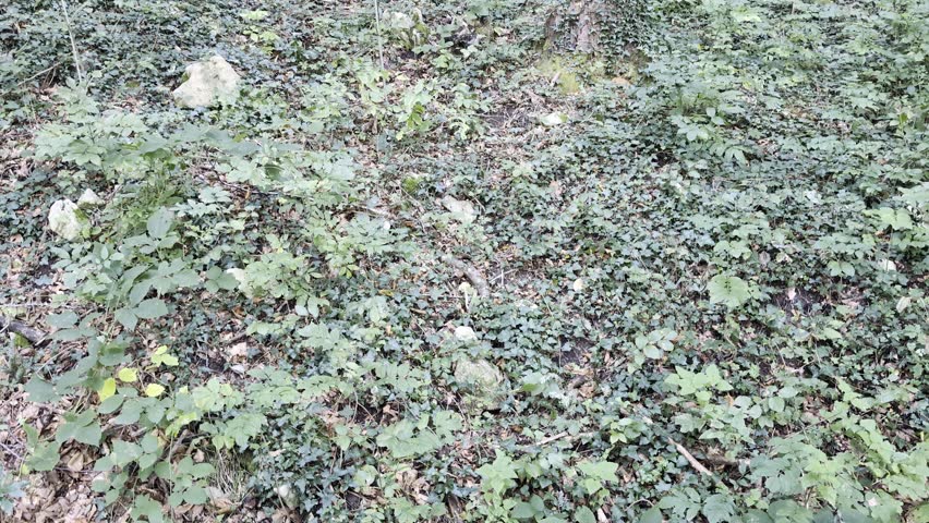 Inside the forest in Montecopiolo in Emilia-Romagna