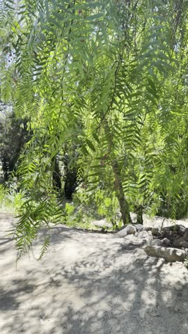 Sunlight Filtering Through Hanging Green Leaves and Red Berries Casting Dappled Shadows on a Sandy Garden Path in a Peaceful Southern California Woodland Landscape