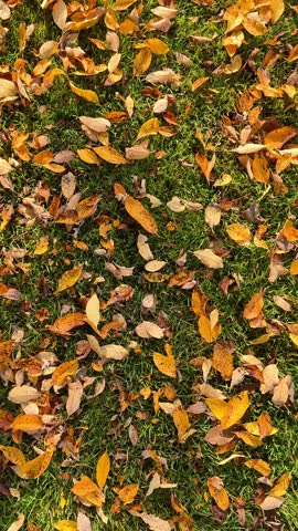 Colorful seasonal autumn background pattern, Vibrant carpet of fallen yellow and red leaves over green grass in garden. 