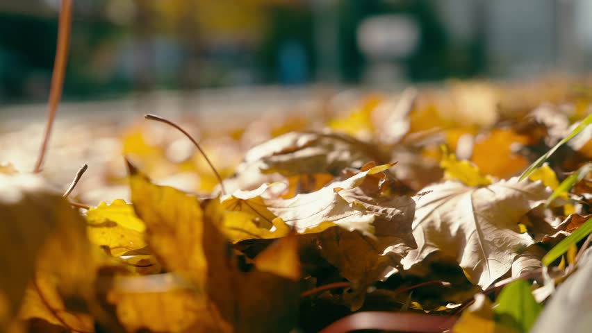 Golden autumn fall leaves blown by passing traffic on city sidewalk