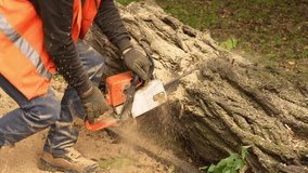 A worker in protective clothing and orange vest uses a chainsaw to cut a large fallen tree near the ground. Wood dust and bark flying around, forestry work process, 4K clip. - Powered by Shutterstock - Get 15% off with code: PIKWIZARD15
