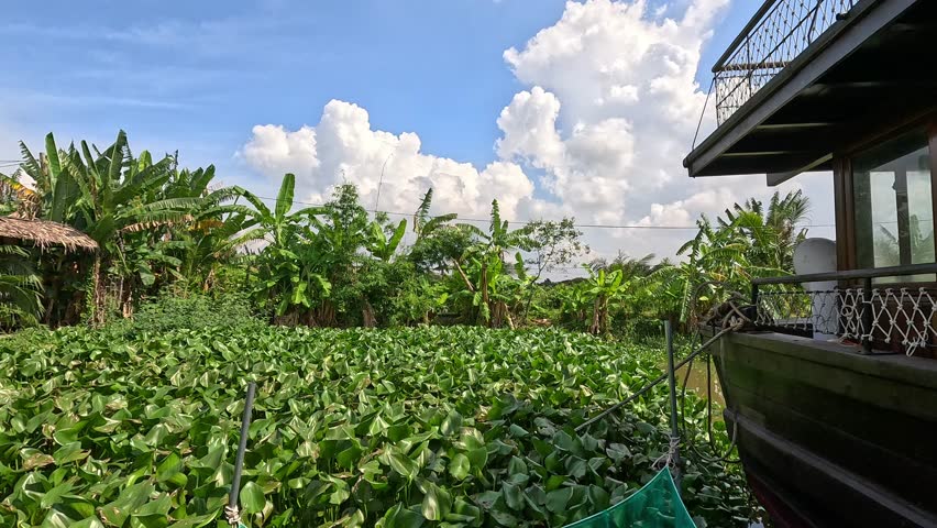 A smooth panning shot reveals a floating fish pond surrounded by dense green water hyacinth and tropical banana trees in the Mekong Delta, Vietnam.