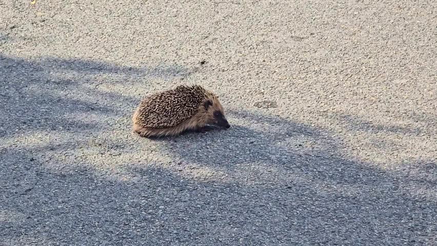 Static shot of a hedgehog standing still on a paved sidewalk. Tree shadows move gently on the ground under bright sunlight.