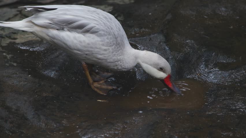 Silver Pintail Duck Drinking Water