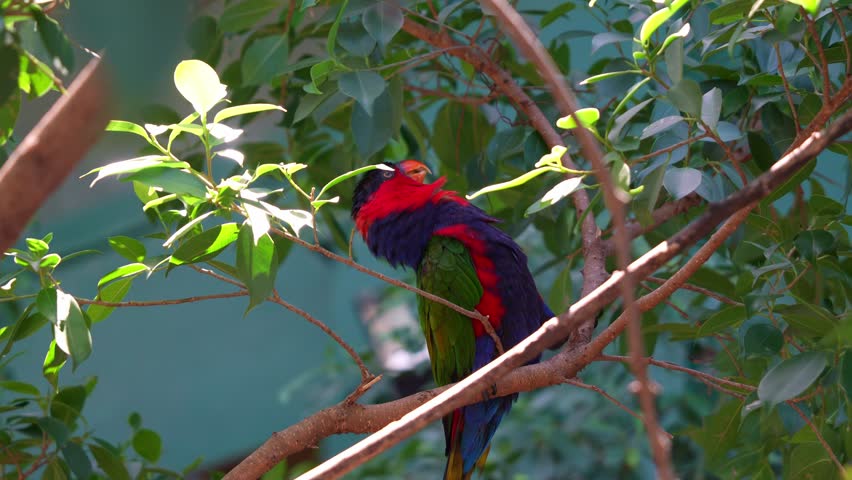 A Black-capped lory (lorius lory) standing on tree branch, display playful behaviour by bending backward and making loud chattering and high-pitched whistles, close up shot.