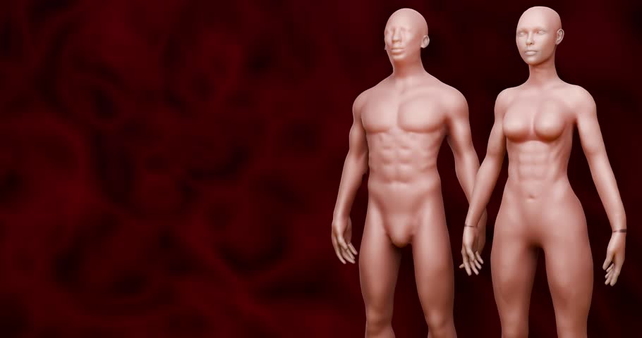 Abdominal Fat Layers Showing Subcutaneous and Visceral Fat for Weight Loss and Fitness Education Concept 3D Rendering
