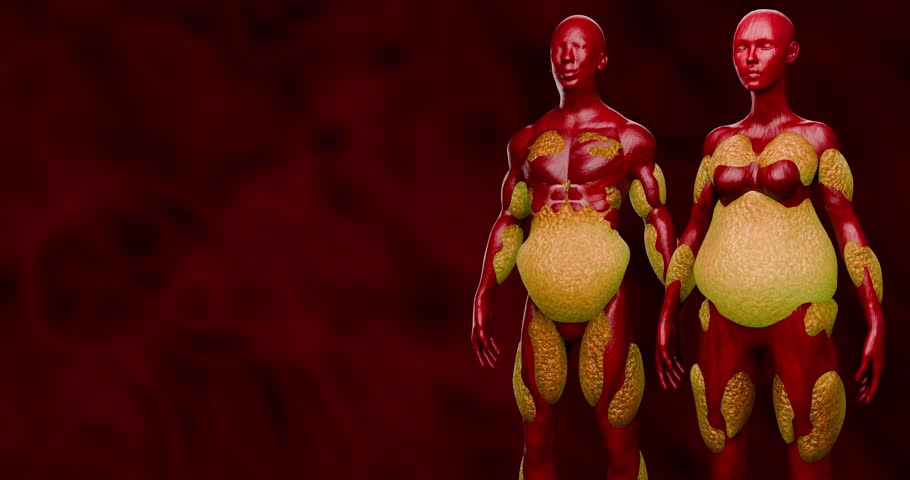 Abdominal Fat Layers Showing Subcutaneous and Visceral Fat for Weight Loss and Fitness Education Concept 3D Rendering
