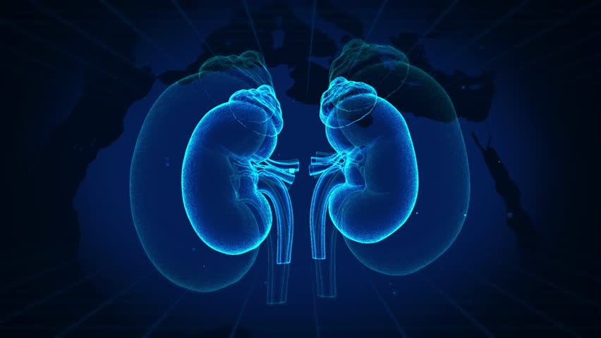 Futuristic Digital Illustration of Human Kidneys in Holographic Blue on World Map Background - Powered by Shutterstock - Get 15% off with code: PIKWIZARD15