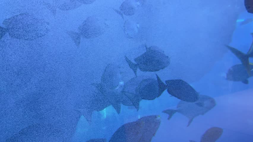  underwater scenes with marine life, including fish, sharks, dolphins, and sea turtles. The vibrant colors and diverse species highlight the beauty of the ocean. Each thumbnail represents a video, off