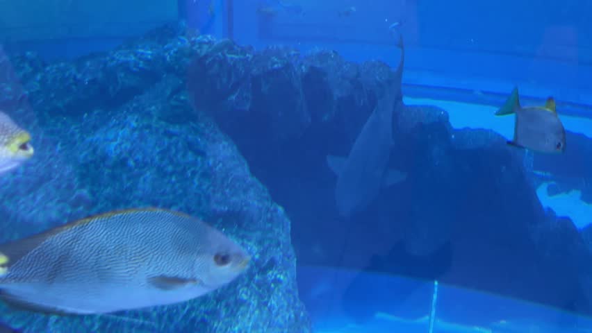 Streaked spinefoot fish (Siganus guttatus) swimming in a large aquarium tank, showcasing vibrant marine life in a clean, blue environment.