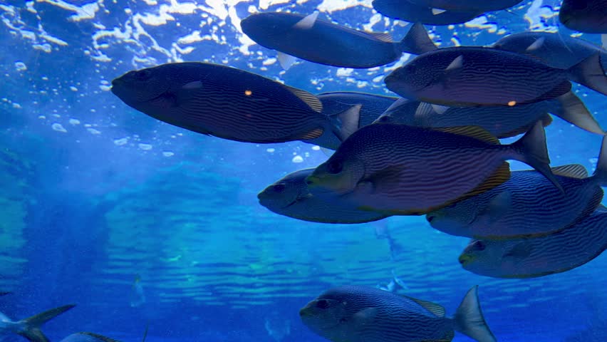  underwater scenes with marine life, including fish, sharks, dolphins, and sea turtles. The vibrant colors and diverse species highlight the beauty of the ocean. Each thumbnail represents a video, off