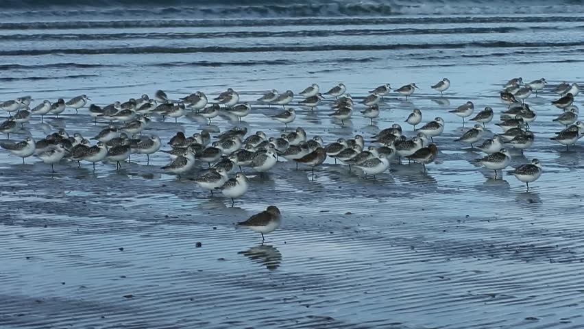 The sanderling (Calidris alba) is a small wading bird in a group near seashore.