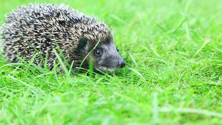 Small hedgehog walks calmly across bright green grass under sunlight, showing careful movement and relaxed outdoor wildlife behavior in summer meadow