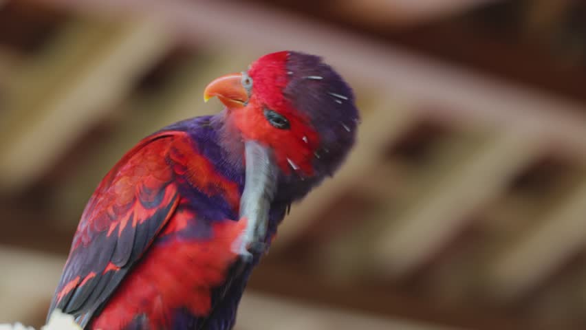 Red and Purple Parrot Cleaning Its Feathers with Foot Close-Up of Exotic Lory
