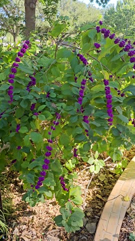 Vertical handheld video of American Beautyberry plants (Callicarpa americana). This was shot in north Texas.