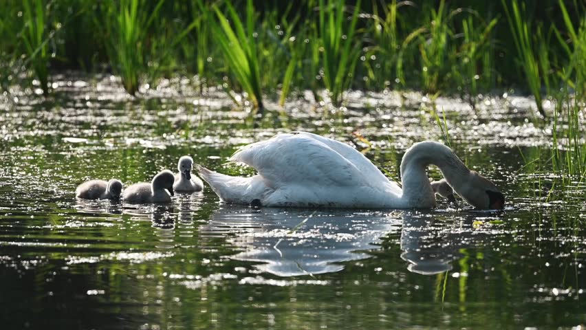 Beautiful Mute Swan With Newly Hatched Cygnets In The Pond