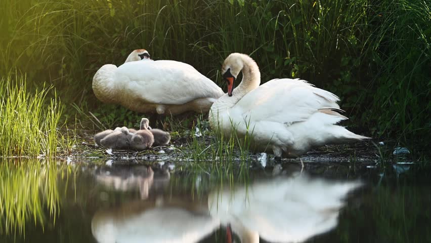 Mute Swan With Chicks In Action On The Shore