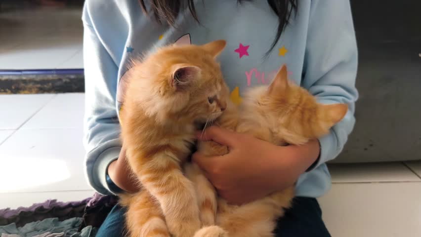 little girl playing with two little cats, kitten