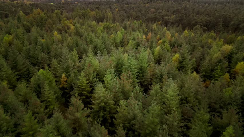 Dense pine landscape in vibrant autumn colors, nature experience viewed from above, forest in 26209 Hatten, Germany