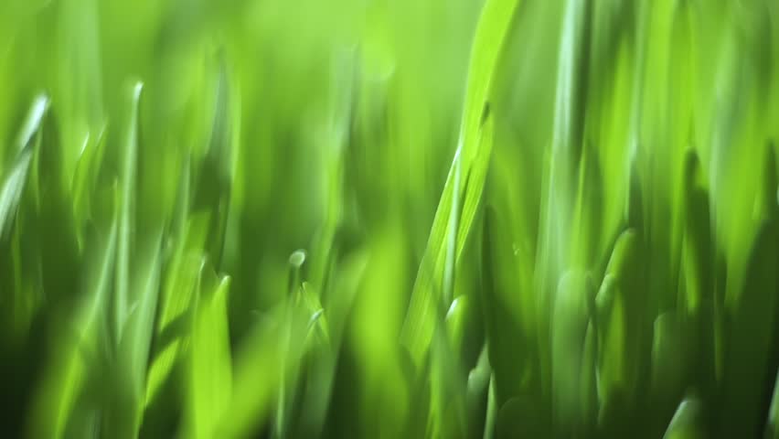 Close up of green grass with a blurry background. The grass is lush and vibrant, giving the impression of a healthy and thriving environment. Concept of calm and tranquility