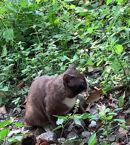 A muscular black-brown cat walks casually towards the plants
