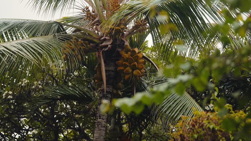 Coconut tree growing coconuts in tropic setting, telephoto long lens macro detail (4k60p)