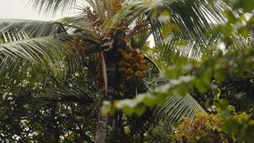 Coconut tree growing coconuts in tropic setting, telephoto long lens macro detail (4k60p) - Powered by Shutterstock - Get 15% off with code: PIKWIZARD15
