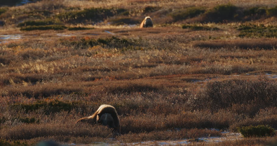 Lone Musk Ox Ovibos moschatus Resting in Arctic Sunset glow of Dovrefjell