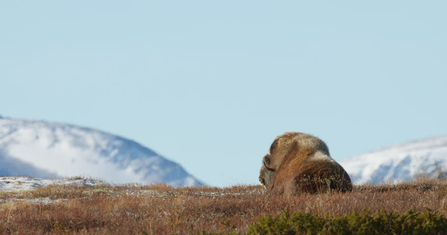 Solitary Musk Ox Ovibos moschatus Resting in Arctic Silence of Dovrefjell