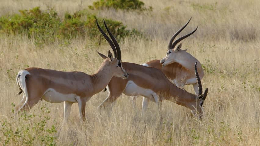A small herd of Grants Gazelles with long horns grazes and wags their tails on the dry savanna of Samburu National Reserve Kenya. Wide shot of African wildlife.