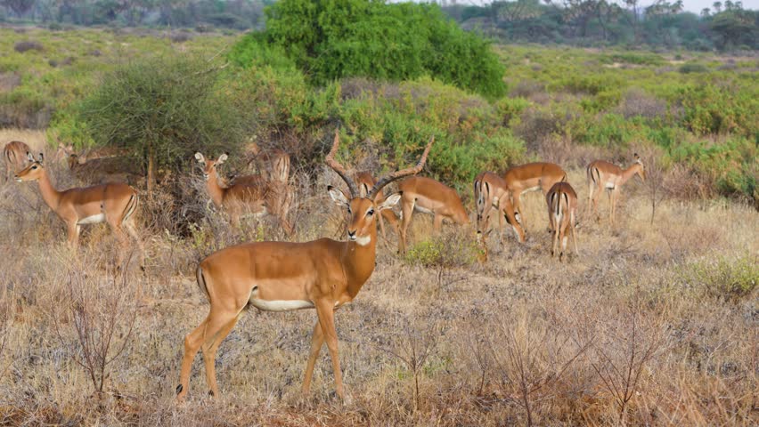 A herd of African Impalas, including males with long lyre-shaped horns, graze on the grass and low bushes in Samburu National Reserve Kenya.