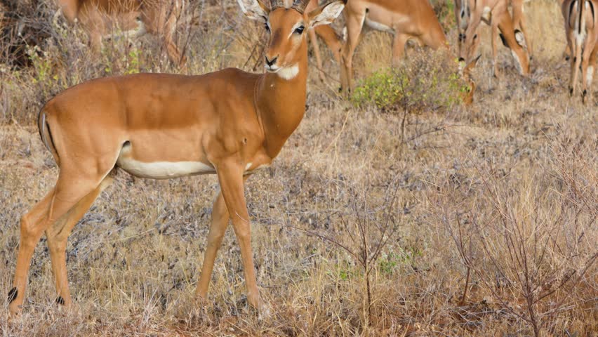 Capture the beauty of impala herd grazing in Samburu National Reserve, Kenya, in 2025. Watch these graceful antelopes with long horns thrive in the wild savannah.