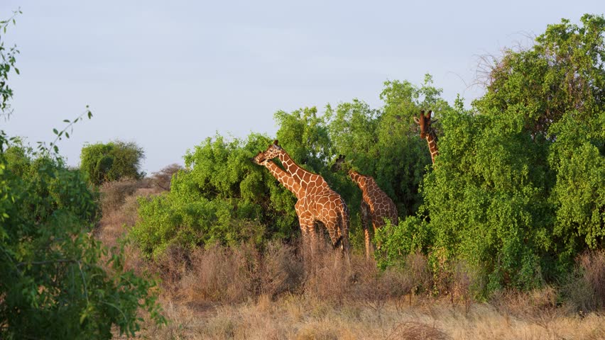 Group of reticulated giraffes stretching their long necks to feed on lush green shrubs in Samburu National Reserve, Kenya.