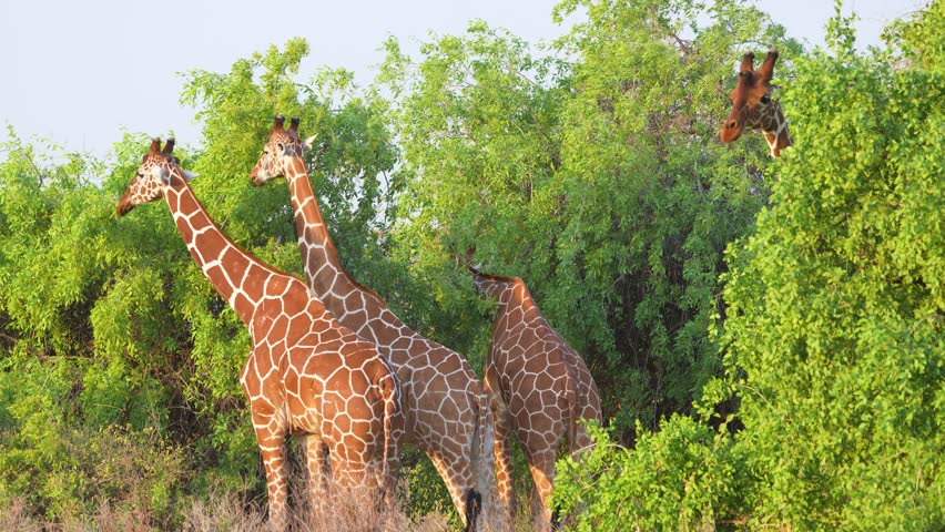 Reticulated Giraffes browse on dense green foliage in Samburu National Reserve Kenya The tall animals are actively feeding in the African wilderness.