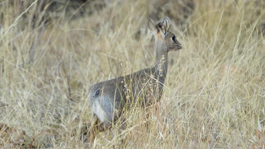Small dik-dik antelope standing alert in beige dry grassland at Samburu National Reserve, Kenya. Cautious wildlife with large eyes watching surroundings.