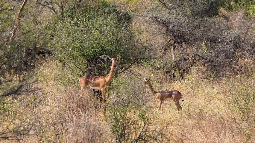 Two slender necked gerenuk antelopes standing alertly among dry grass and acacia bush in Samburu National Reserve Kenya Unique East African wildlife.