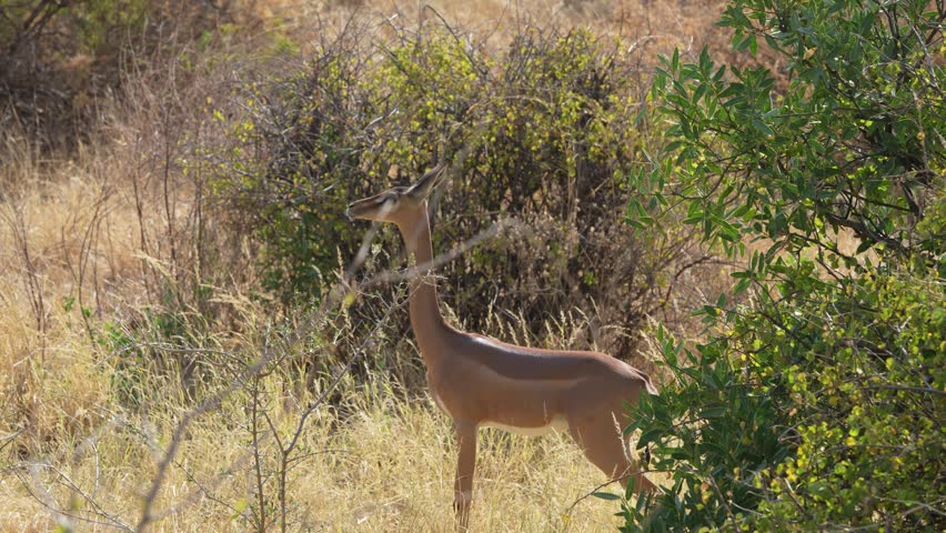 A slender necked gerenuk antelope standing alertly among dry grass and acacia bush in Samburu National Reserve Kenya Unique East African wildlife.