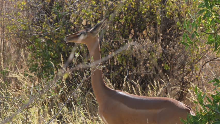 Capture the elegance of a alert Gerenuk antelope standing in the grasslands of Samburu National Reserve, Kenya, surrounded by bushland.