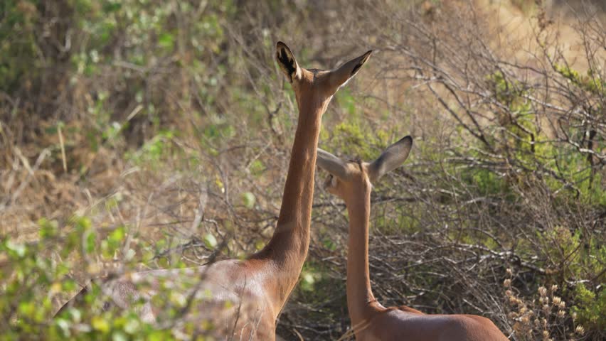 Two slender necked gerenuk antelopes standing alertly among dry grass and acacia bush in Samburu National Reserve Kenya Unique East African wildlife.