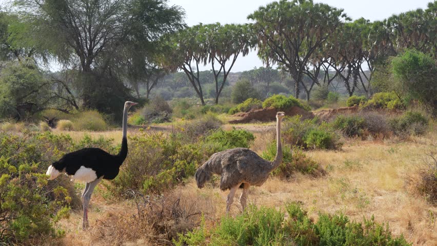 Male black and white and female brown Somali ostriches standing on dry savanna in Samburu National Reserve Kenya Unique East African birdlife and habitat.