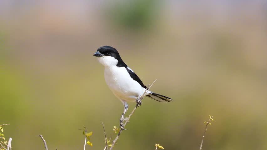 A Longtailed Fiscal Lanius cabanisi perches on a lookout branch in the dry thornscrub habitat of Samburu National Reserve Kenya