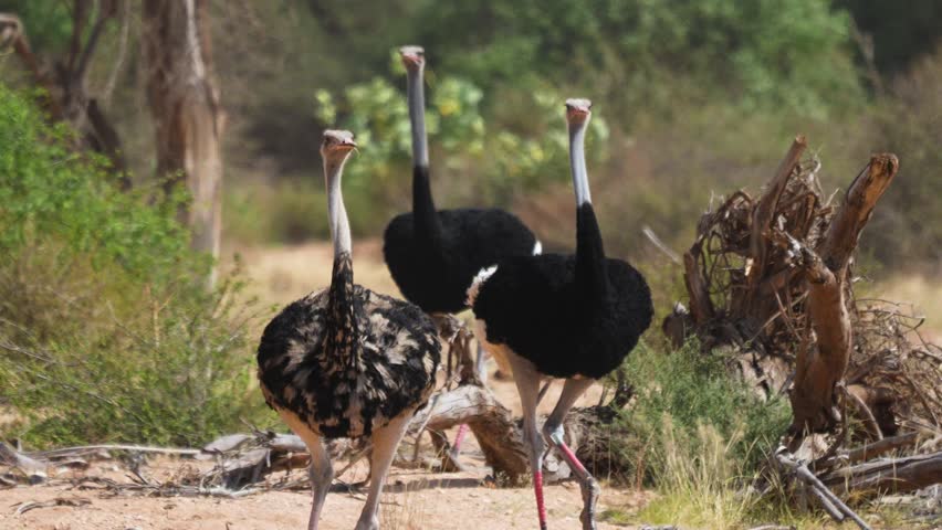 Three ostriches roam across dry terrain in Samburu, scanning the savanna as they move through sparse vegetation.