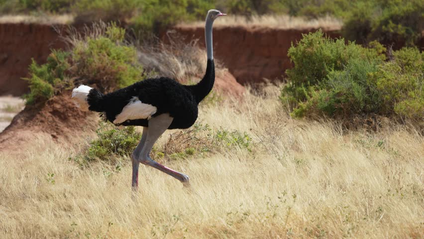 A magnificent male Somali ostrich walking at a quick pace across the dry savanna in Samburu National Reserve Kenya Scanning the area for danger Largest bird.
