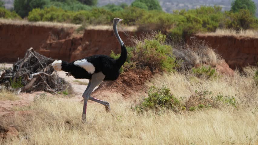 A magnificent male Somali ostrich walking at a quick pace across the dry savanna in Samburu National Reserve Kenya Scanning the area for danger Largest bird.