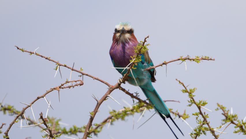 A beautiful Lilac Breasted Roller with stunning plumage lilac purple turquoise orange colors perches on a thorny acacia branch in Samburu National Reserve Kenya.